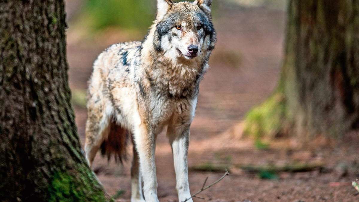 Erfurt/Ohrdruf: Bauernverband: Entscheidung für Wolfsabschuss ist bitter nötig