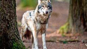 Bauernverband: Entscheidung für Wolfsabschuss ist bitter nötig
