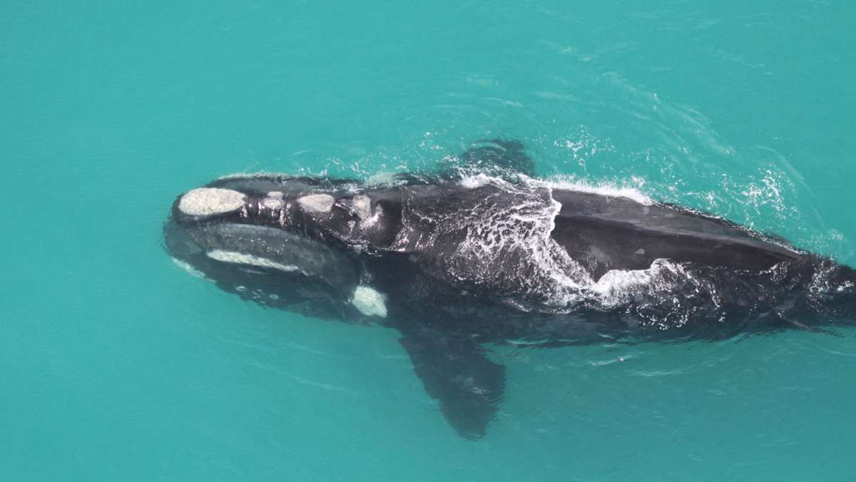 Klimaschutz: Warum Ilmenau auf Wale setzen sollte