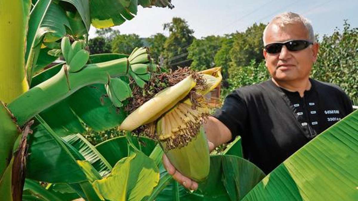 Werra-Bote: Bananenboom auf der Ostseite