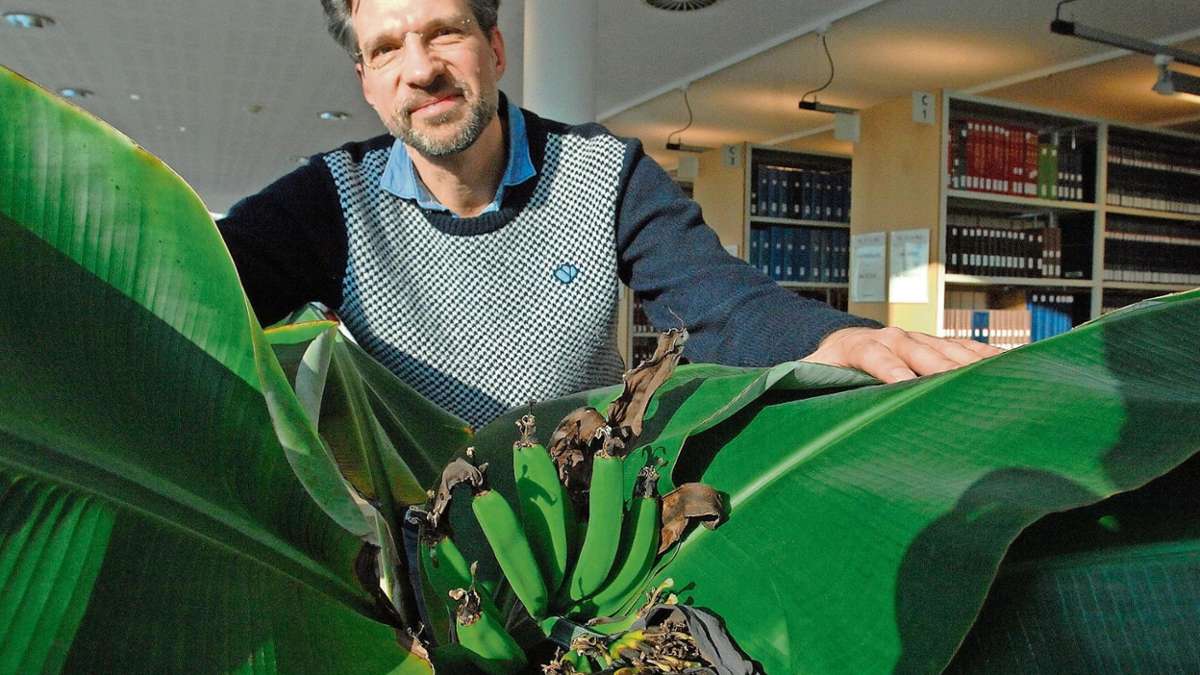 Ilmenau: Bibliothek züchtet Dessert-Bananen