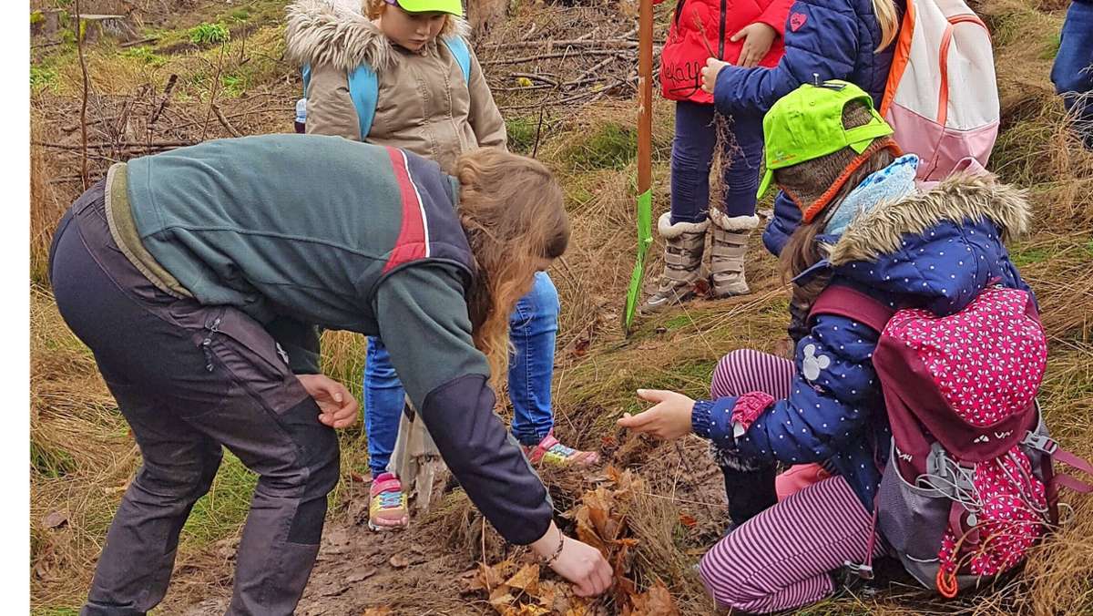 Baumpflanzaktion: 46 Schüler pflanzen 46 Ahorn-Bäumchen