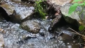 Statt klaren Bergbach-Wassers kommt dicker Fäkalschlamm an