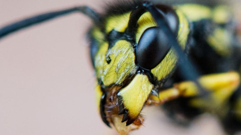 Naturschützer berichten: Bislang vielerorts deutlich weniger Wespen als im Vorjahr