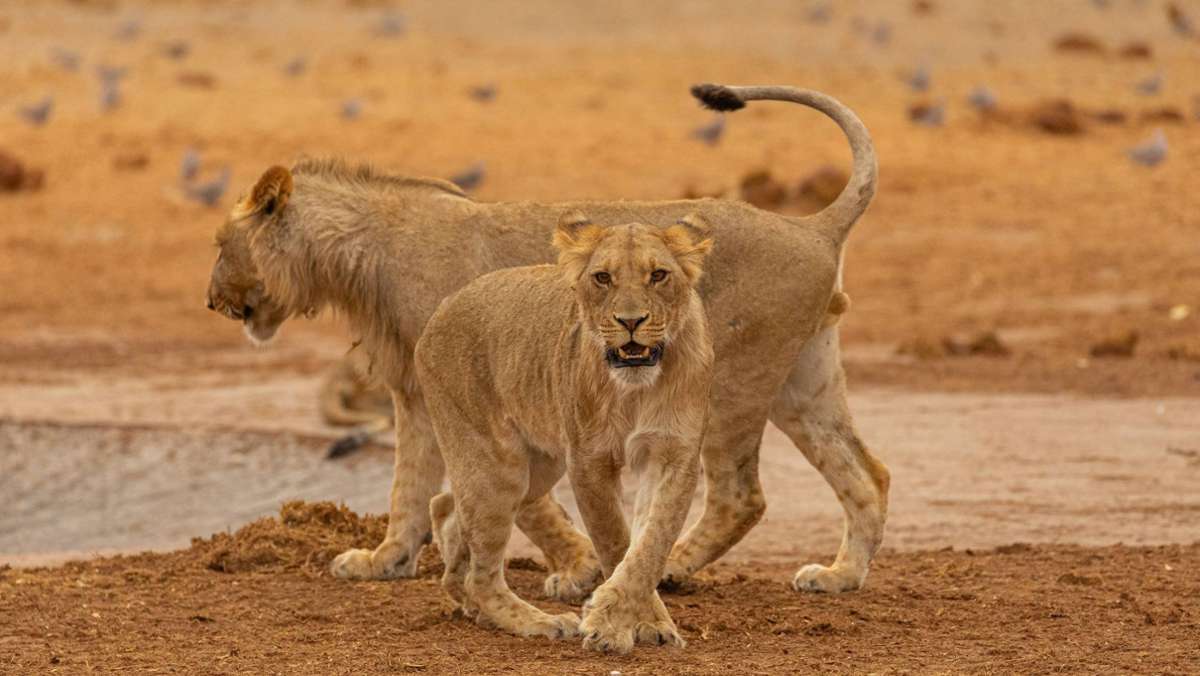 Video aus Südafrika: GoPro-Kamera filmt aus dem Maul einer Löwin