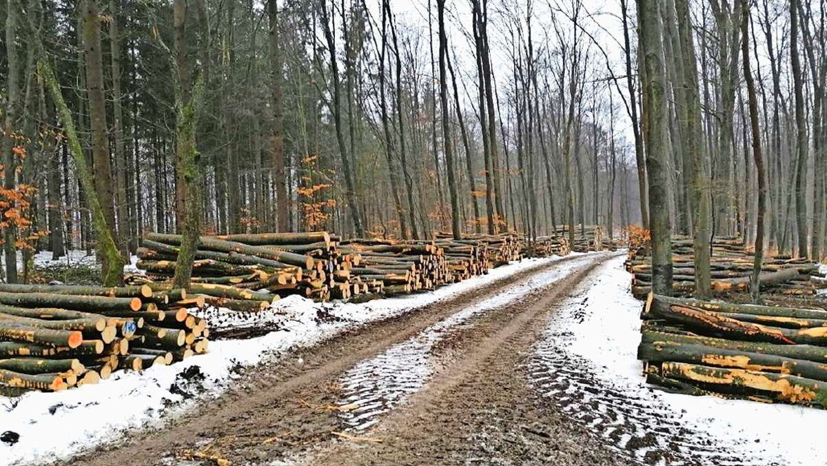 Forstwirtschaftsplan: Wald braucht weiter viel Unterstützung