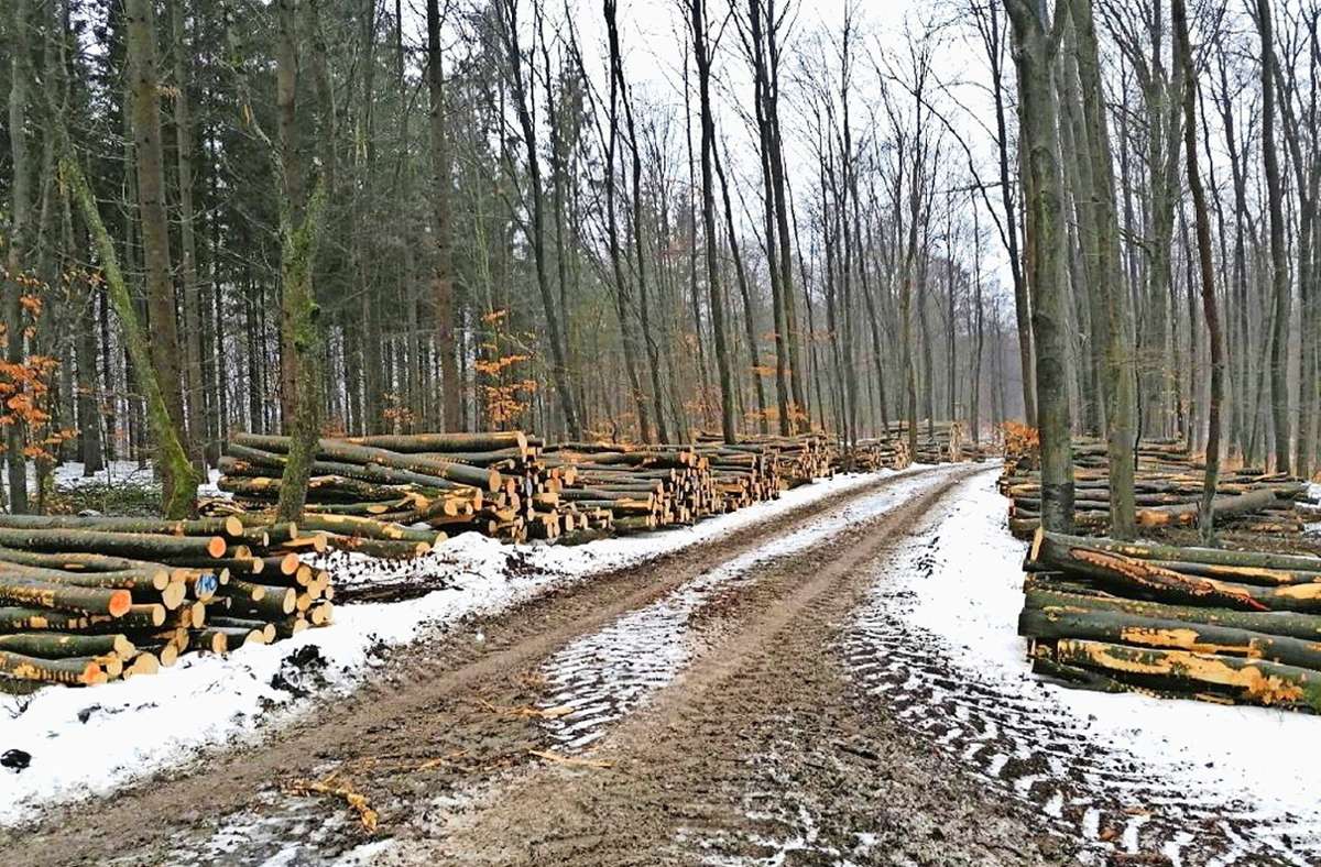 Der Wald als Holzlieferant – doch die Situation im Grabfeld bleibt schwierig. Foto: /Forstamt