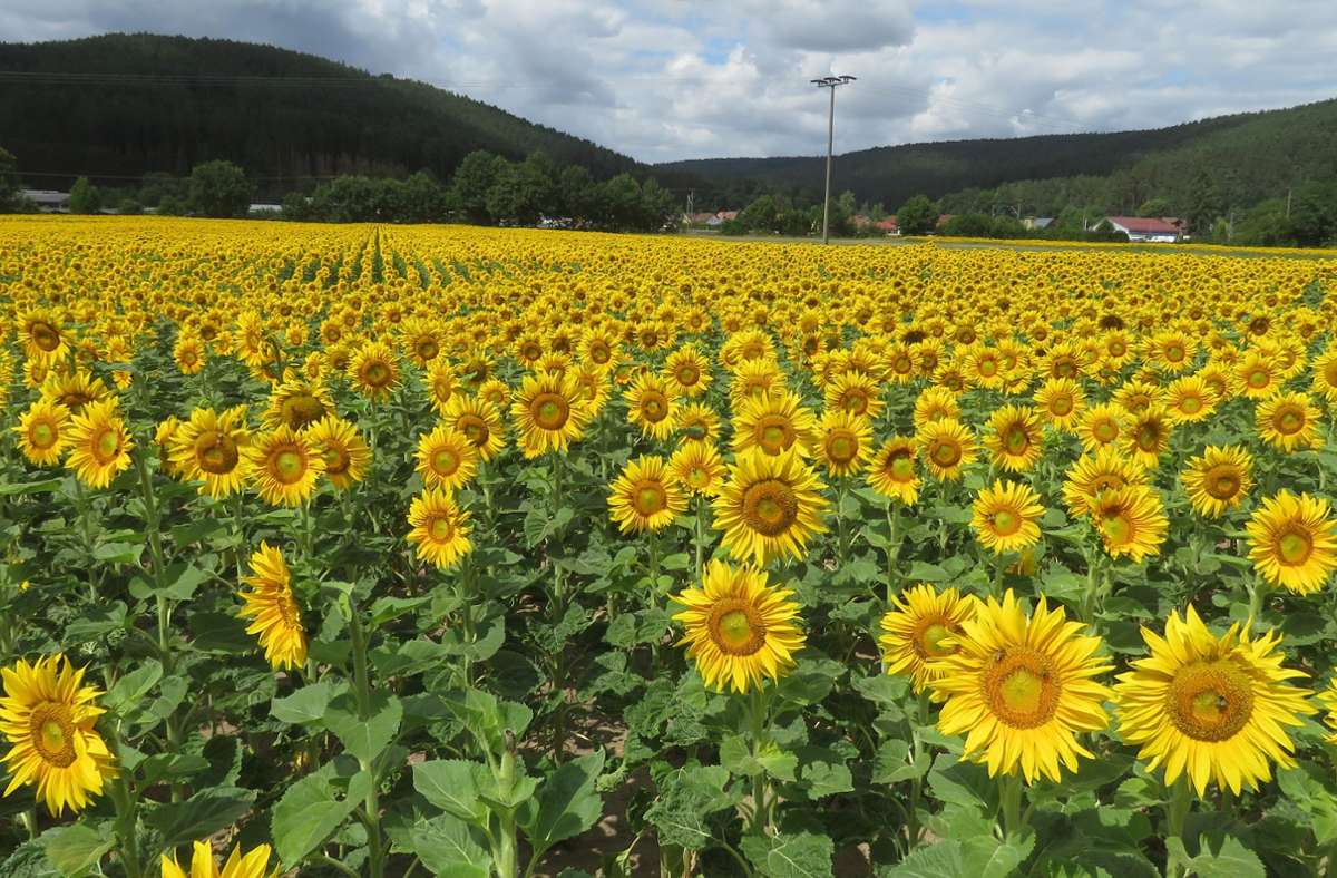 Sonnenblumen auf einem Feld zwischen Föritztal und Kronach. Foto: M. Hunka