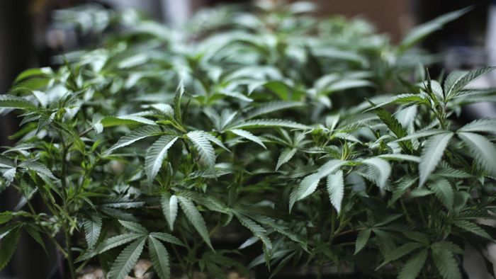 UN-Behörde streicht Cannabis von Liste der gefährlichsten Drogen