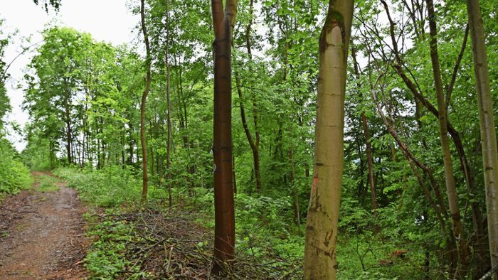 Strupp-Wald wird Thema für Landtag