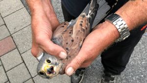 Falke hängt halben Tag lang in Kühlergrill und fährt schließlich mit zur Polizei