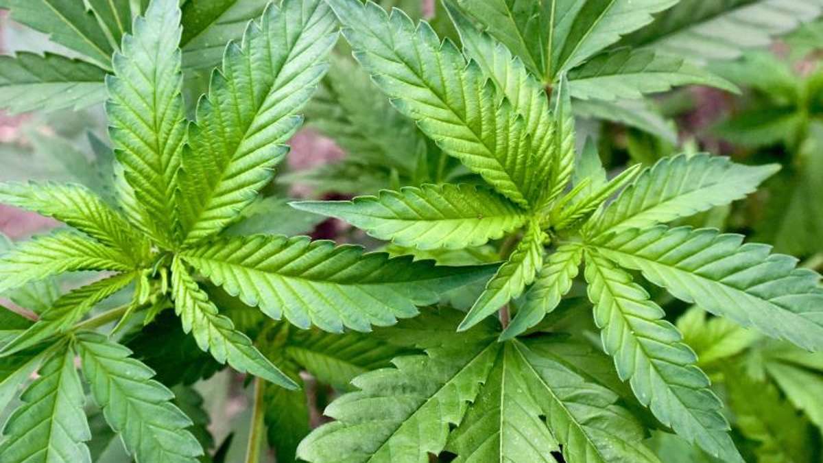 Thüringen: Polizisten erschnüffeln Cannabis-Zucht mit 150 Pflanzen