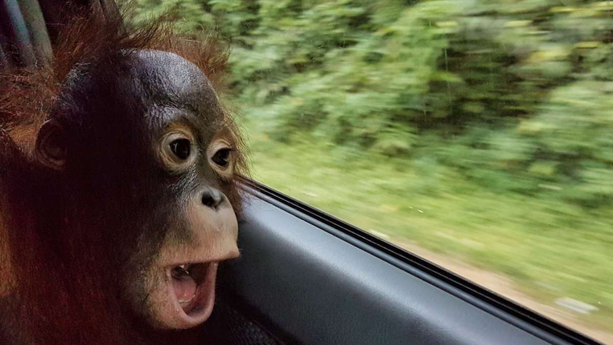 Orang-Utan unter Drogen: Taymurs langer Weg in die Freiheit