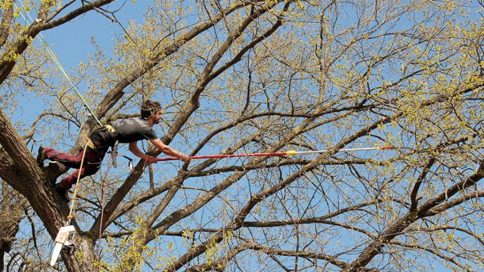 Baumpflege: Mit Seil und Säge  in der Friedenseiche