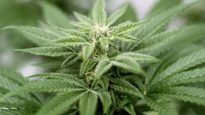 BGH-Urteil zu Cannabis: THC-Grenzwert soll bleiben