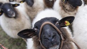 Diebe stehlen Schaf und Weidezaungerät