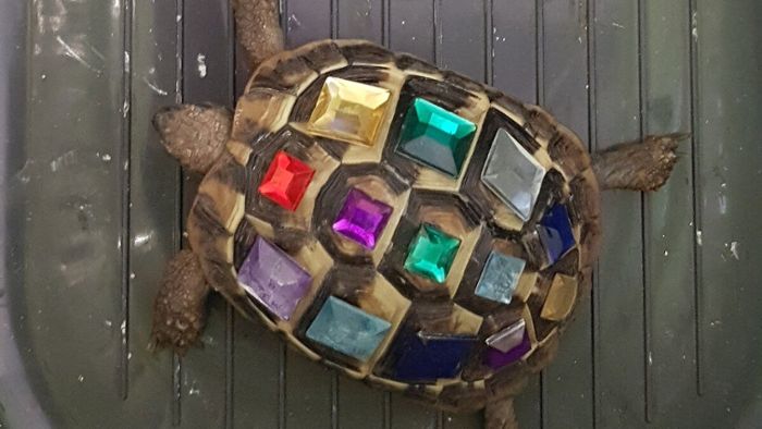 Kurioser Fund: Metall-Dieb hat mit Strasssteinen beklebte Schildkröte
