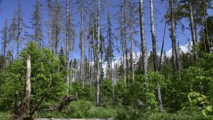 Wald im Klimawandel – was können wir tun?