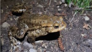 Krötenwanderung: Amphibien sind in Ilmenauer Laichgewässern angekommen