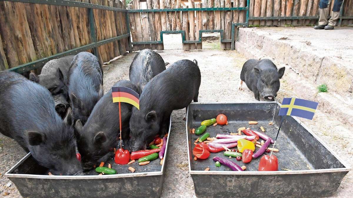 Suhl/ Zella-Mehlis: Schweine im Tore-Rausch