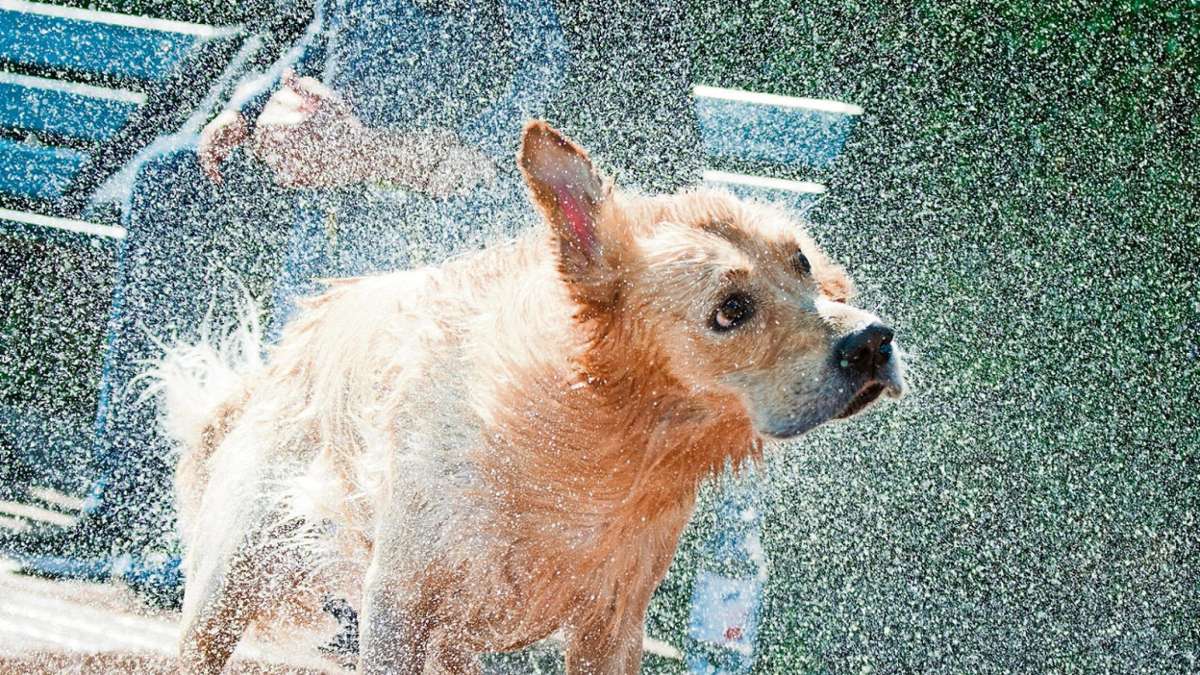 Meiningen: Hundeschwimmen spaltet die Nation