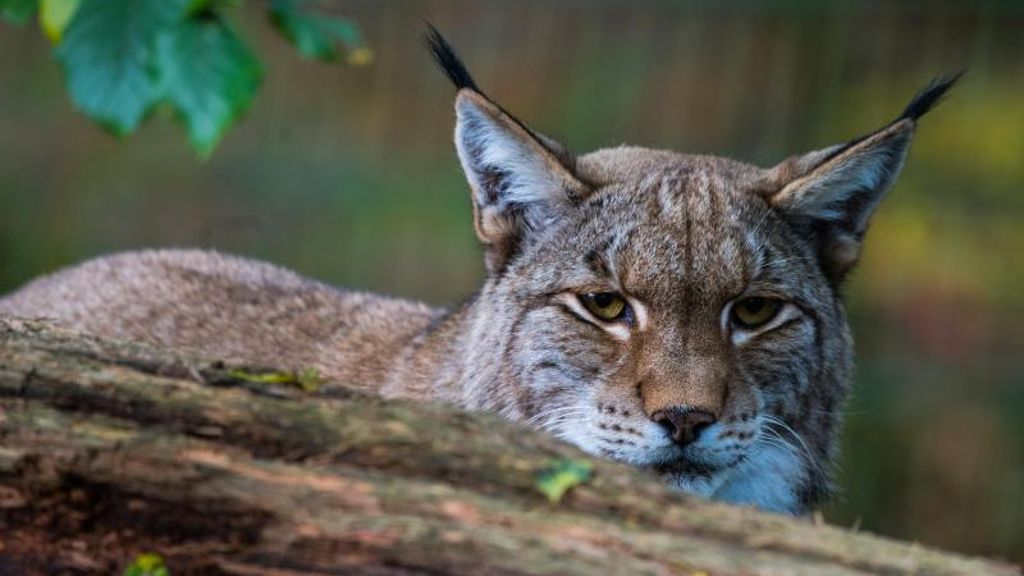 Bedrohte Wildkatze: Leichter Anstieg: Mindestens 135 Luchse in Deutschland