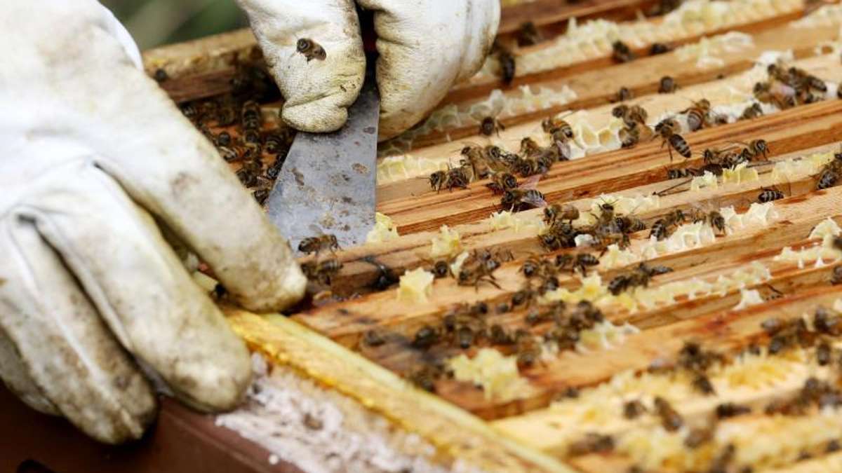 Thüringen: Ungewöhnliche Beute: Mehrere Bienenvölker gestohlen