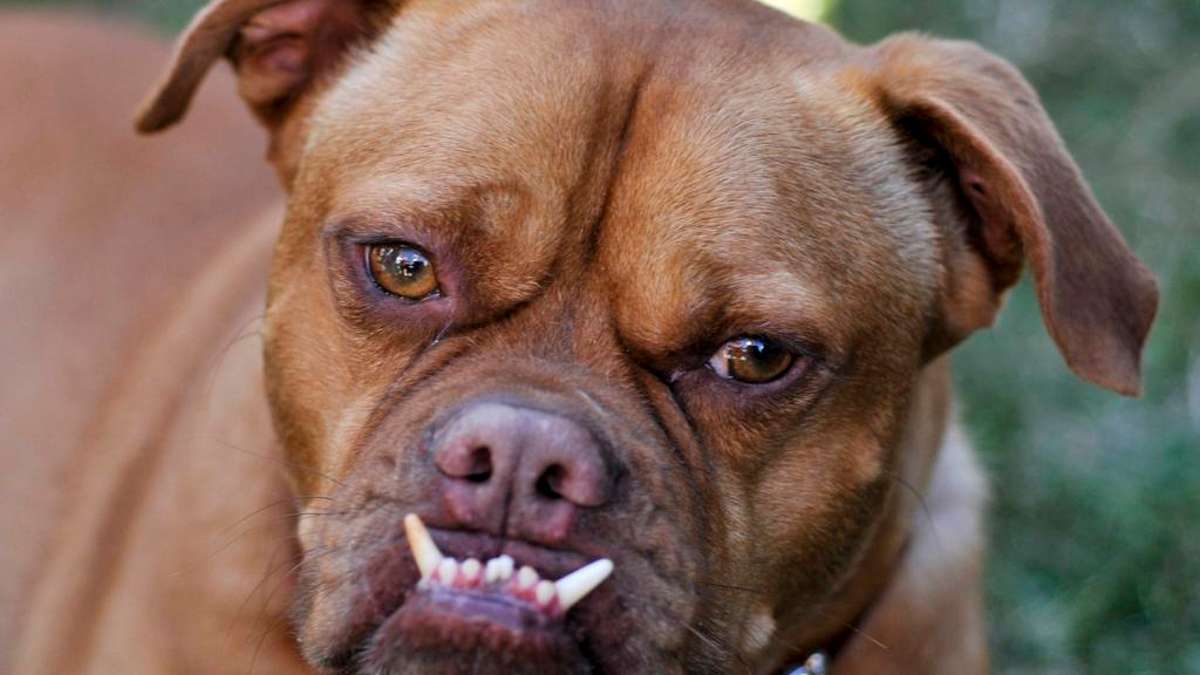 Thüringen: Rasseliste für gefährliche Hunde bleibt umstritten