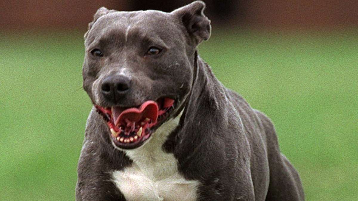 Thüringen: Mann raubt Hund: Streit um «richtigen» Umgang mit Pitbull eskaliert