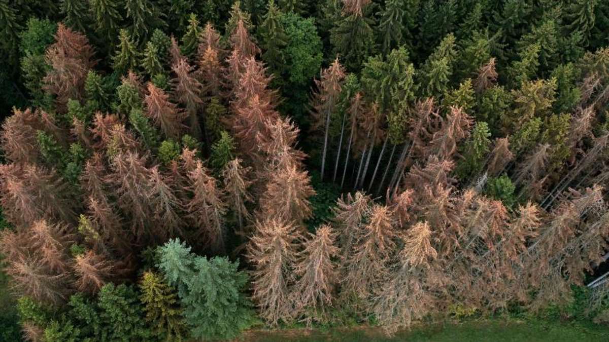 Thüringen: Forstministerin Keller will freiwillige Helfer beim Waldumbau