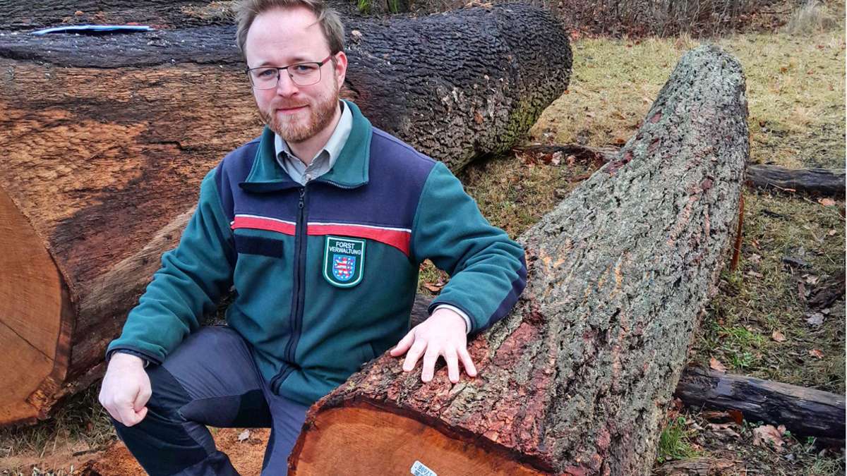 Thüringer Holzversteigerung: Heldburger Eiche bringt 1600 Euro
