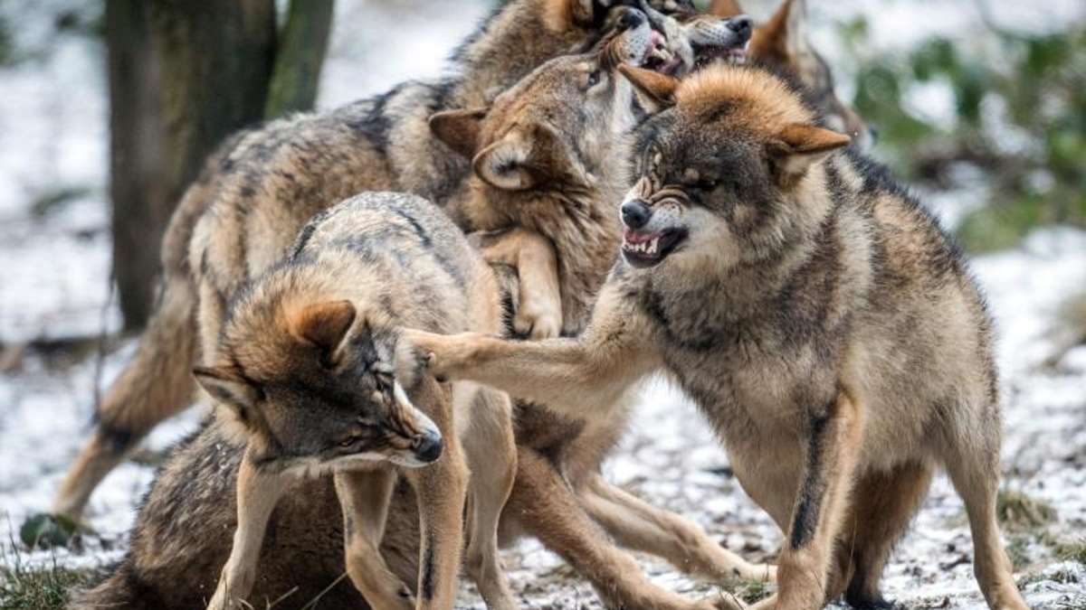 Thüringen: Verbände: Wölfe können Thüringen jährlich 13 Millionen kosten