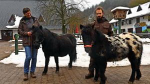Alte Suhler Fjordpferde  gegen zwei Ponys getauscht