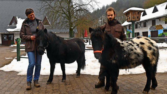 Tierpark Suhl: Alte Suhler Fjordpferde  gegen zwei Ponys getauscht