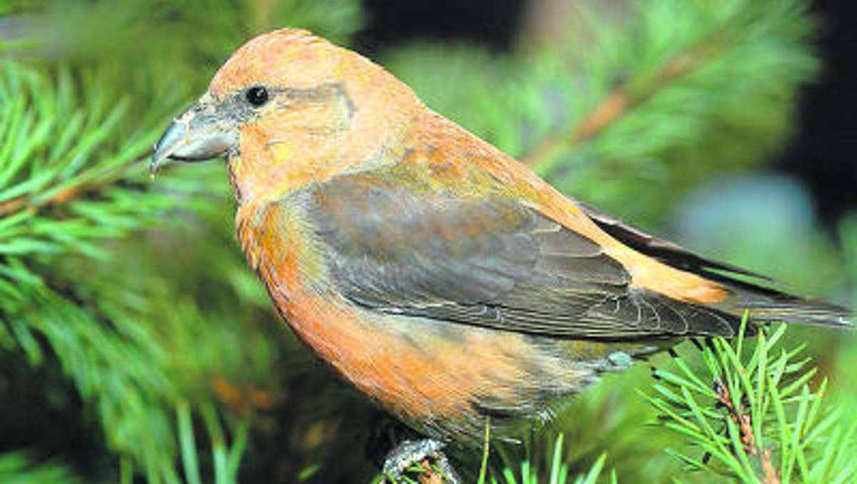 Ilmenau: Vogelsteller wird bestraft