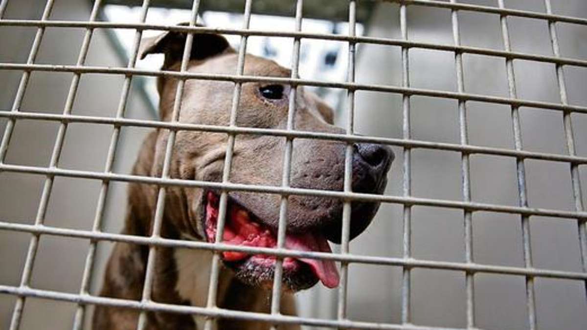 Thüringen: Kabinett beschließt Wesenstest für gefährliche Hunde in Thüringen