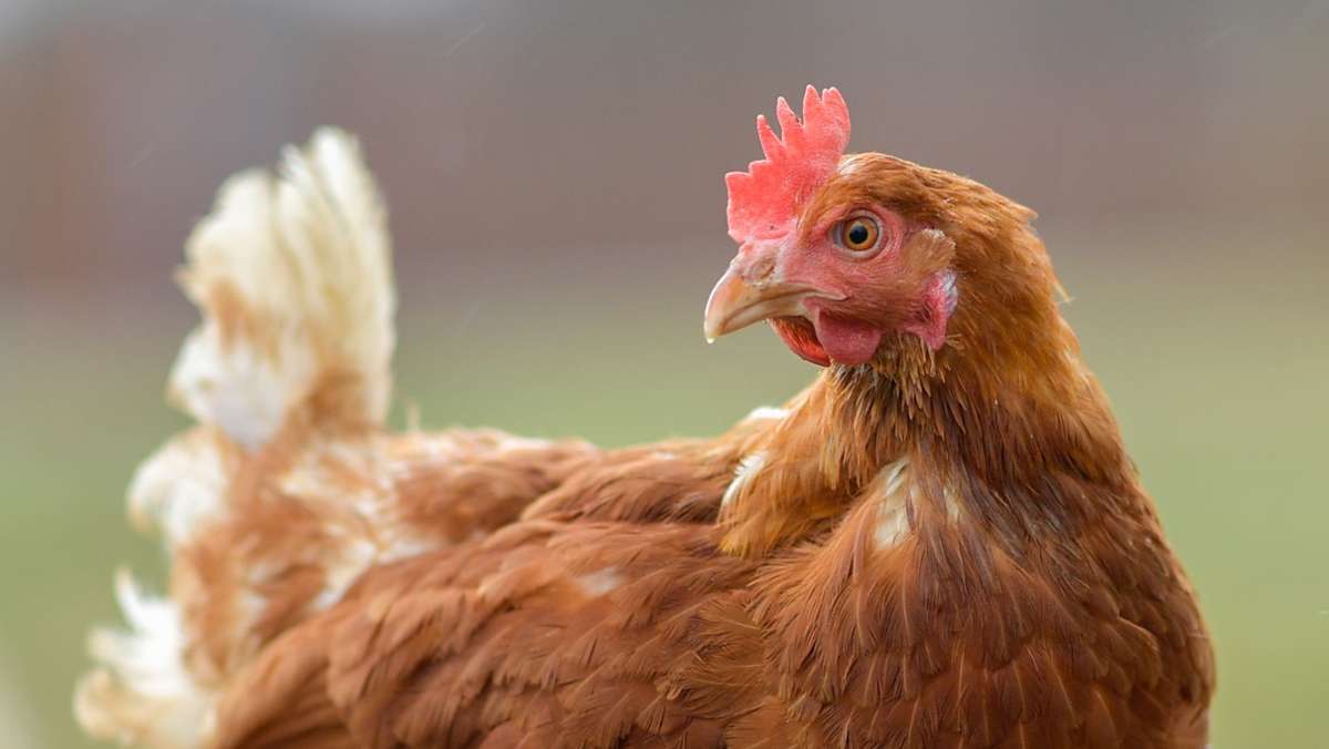 Schutzmaßnahmen gegen Geflügelpest: Stallpflicht für Geflügel in Oberrod und Heckengereuth