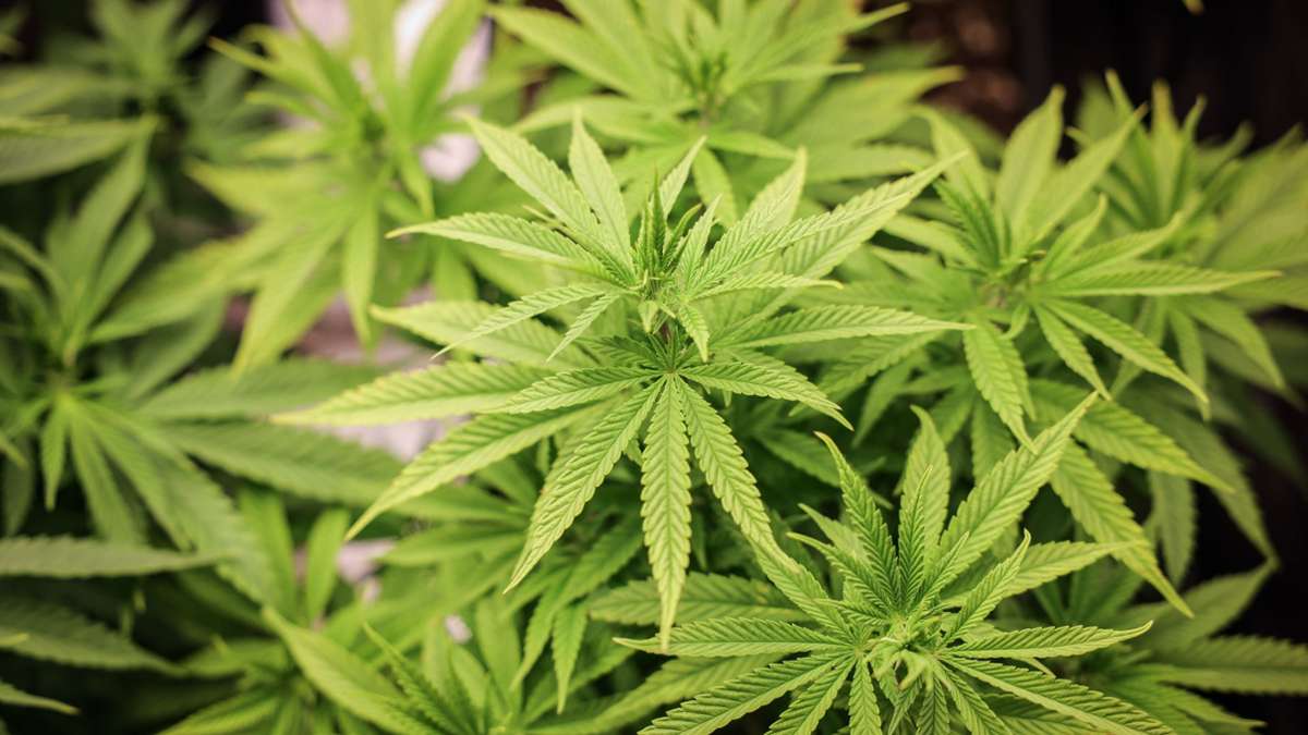 Drogenpolitik: Lauterbach will bei Cannabis-Gesetz auf Länder zugehen