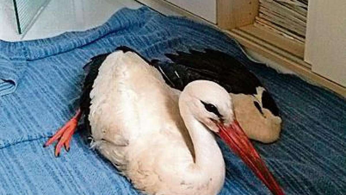 Meiningen: Storch Luis ist operiert und wohlauf