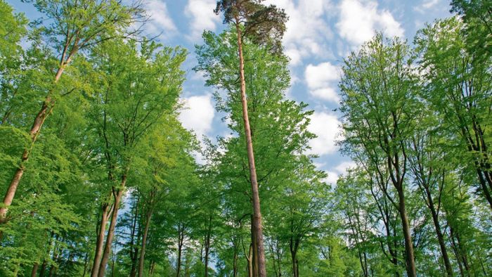 Grüne fordern Chance für den Steigerwald