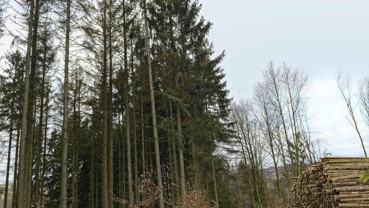 Viele Bäume befallen: Schadholz im Tiergarten muss entfernt werden