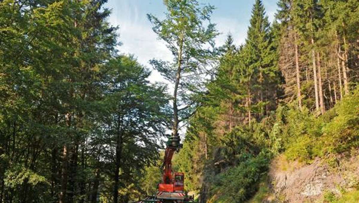 Hildburghausen: Holzernte mit dem Tree-Trimmer