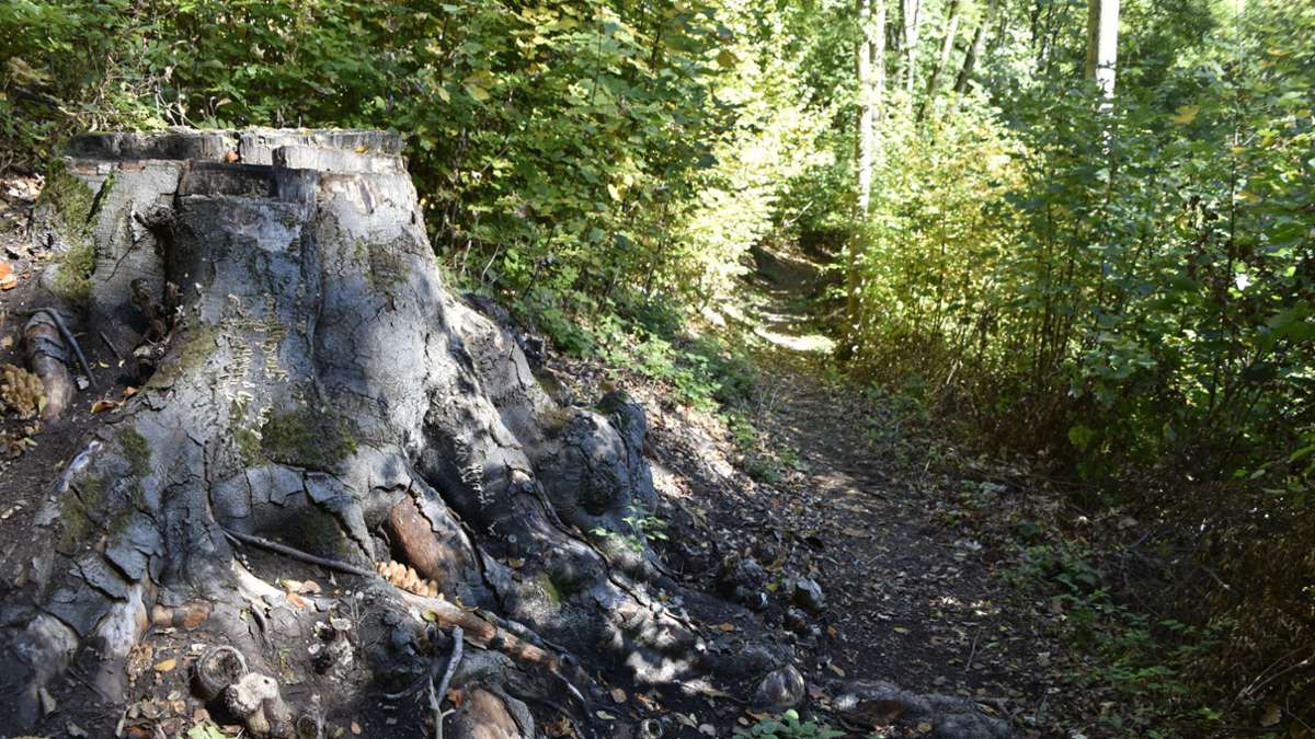 Gemeindewald Schleid: Ein nasser Sommer heilt die Wurzeln  nicht