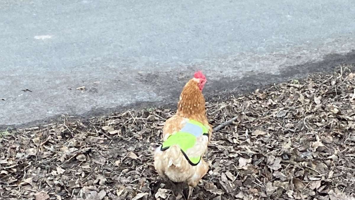 Rheinland-Pfalz: Hühner in Warnwesten auf Landstraße unterwegs