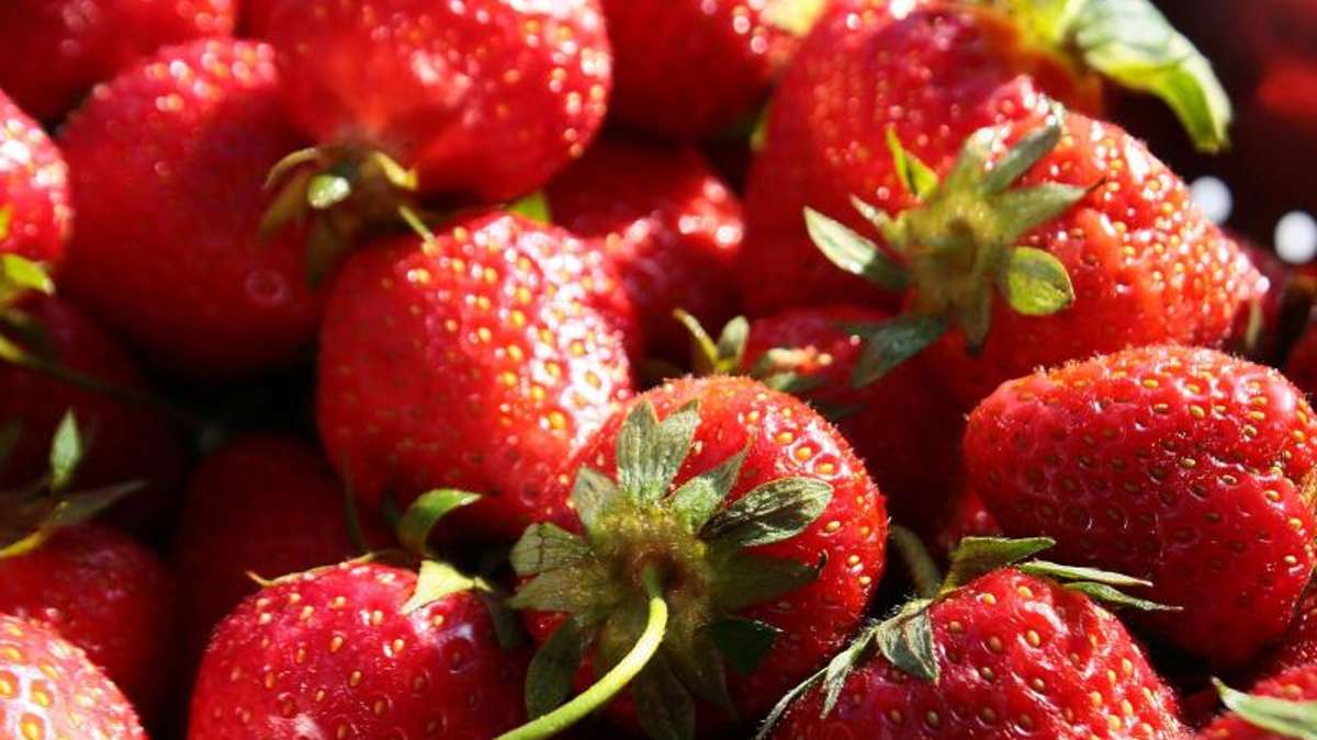 Wirtschaft: Erdbeer-Saison startet, Verkaufsstände in Stellung gebracht
