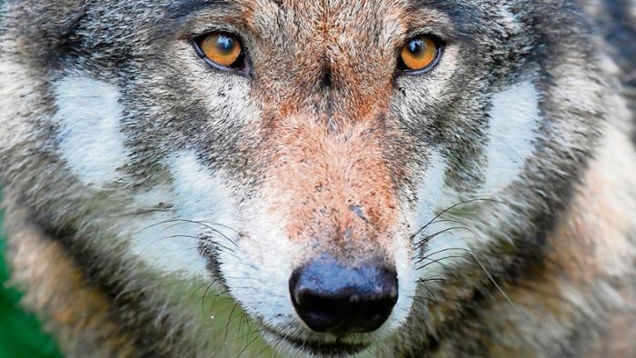 Thüringen: Der Wolf ist längst kein Märchenwesen mehr