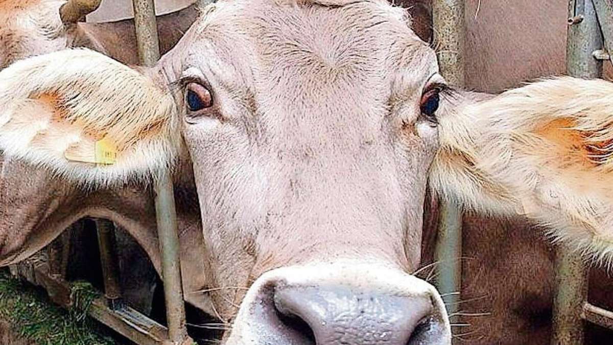 Schmalkalden: Risiko - Rinder an der Straße