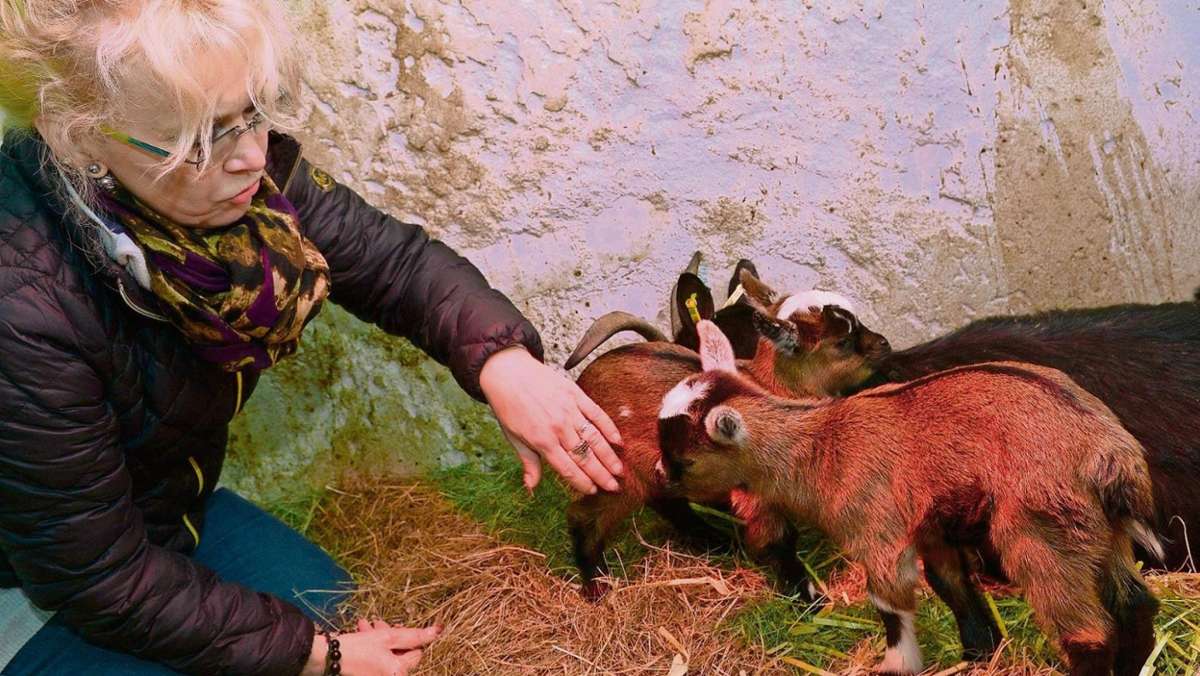 Sonneberg/Neuhaus: Die Ziegen-Zwillinge Isi und Ingo genießen noch die Nestwärme
