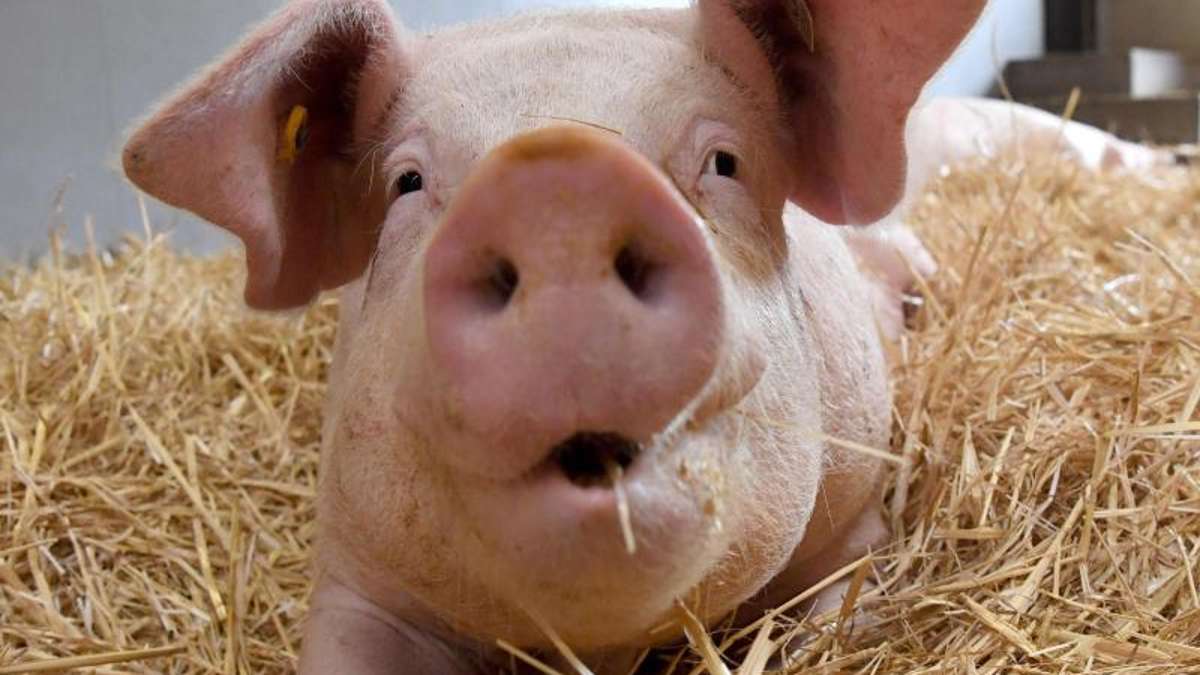 Thüringen: «Zu eng, zu dreckig» - Strafanzeige gegen Sauenbetrieb