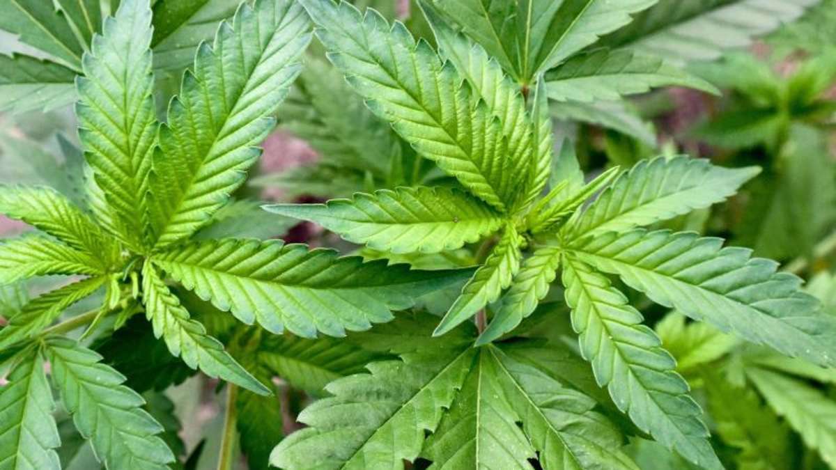 Dolmar: Mit Kommissar Zufall im Team Cannabis-Zucht in Schwarza entdeckt